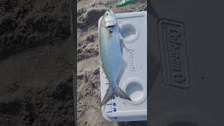 Bluefish are biting in the angry surf at the Space Coast tight lines [upl. by Attlee]