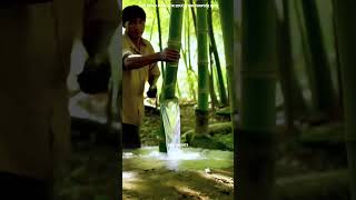 বাঁশ কাণ্ডে পানি সঞ্চয়ের রহস্য  How Bamboo Acquires Water In Its Stem saifshorts [upl. by Mill55]