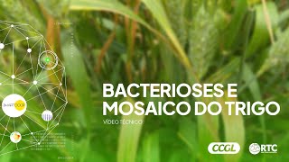 Bacterioses e Mosaico do trigo l Pesquisa RTC CCGL [upl. by Klayman]