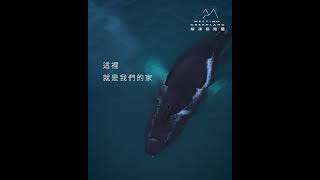 解凍格陵蘭日記 ​ ​「解凍格陵蘭」遠征隊出海，巧遇大翅鯨家族🐋​ [upl. by Nidorf]