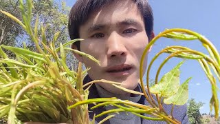 Foraging wild edible plants  Its not just a quotfairy grassquot greens salad recipes [upl. by Yznel]