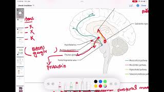 Dopamine  Dopaminergic pathways in Brain neurology 34  First Aid USMLE Step 1 in UrduHindi [upl. by Aidin]