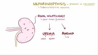 Medullary Cystic Kidney Disease  Renal Pathology  Osmosis [upl. by Ylicis]