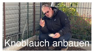 Knoblauch selbst anbauen [upl. by Wager]