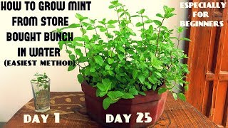 Easiest Method for Beginners to Grow Mint From Cuttings With Updates [upl. by Eldwun]