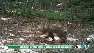 Abbattimento orso in Trentino la Brambilla si appella al quotmodello Abruzzoquot [upl. by Byrne99]