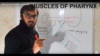 MUSCLES OF PHARYNX  ANATOMY [upl. by Jahncke]