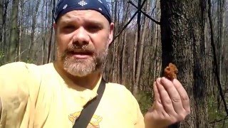 False Morel Identification with The Mushroom Hunter [upl. by Atteynot]