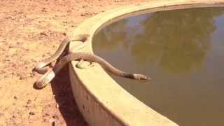 Inland Taipan Oxyuranus microlepidotus having a drink [upl. by Rotce]