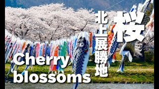 Cherry Blossom in Kitakami Tenshochi北上展勝地さくらまつりの満開の桜・岩手観光 桜便り 日本の桜 日本櫻花 [upl. by Irehj887]