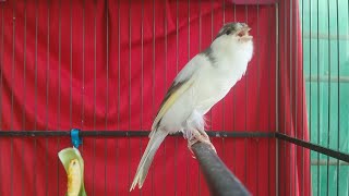 Your Canary Will NOT STOP SINGING With This Canary Training Song [upl. by Carpenter]