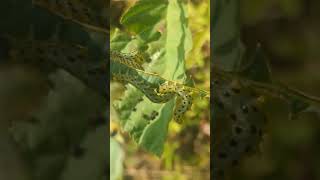 Large group of Sawfly larvae defoliating an Alder sapling [upl. by Roshelle241]