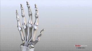 Hand Anatomy Animated Tutorial [upl. by Pastelki]