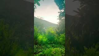 villagelife foryou green quran surahrahman naturelovers naturebeauty statusvideo beautiful [upl. by Yorgen]