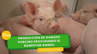 Producción de ganado porcino procurando el bienestar animal TvAgro por Juan Gonzalo Angel Restrepo [upl. by Eceinaj944]