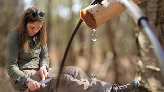 Birch Sap Tree Tapping [upl. by Harriott599]