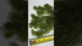 MYRIOPHYLLUM SCABRATUM EASY FLUFFY PLANT for sale [upl. by Htezil]