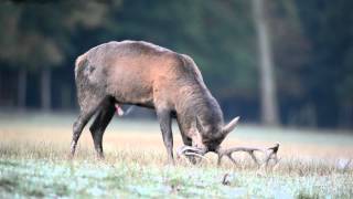 Hirschbrunft im Sauerland [upl. by Ahsetal90]