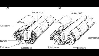 Fate of the parts of Somites  Dermatome Myotome Sclerotome Dermomyotome [upl. by Wendin]