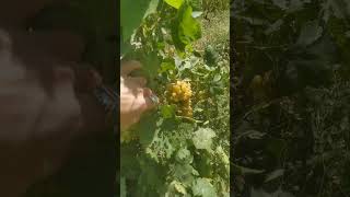 Bagram Parwan Afghanistan Grape nature [upl. by Hjerpe]