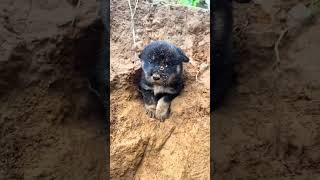 Cave puppy puppy pastoral dog dog animals cute [upl. by Luapsemaj]