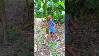 Banana tree cutting scene Ep 1171 shorts viral trending [upl. by Bertasi990]