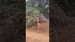 Gerenuk travel traveltoexplore gamedrive kenyasafari milanatours bucketlist travelafrica [upl. by Sergei]