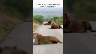 Three Lion scream loudly for supremacy bonobosafricansafariholida2642 [upl. by Tandie]