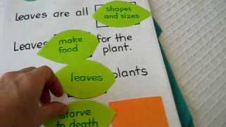 Grade 1  Science Projects activity pages games all about quotleavesquot [upl. by Nikral764]