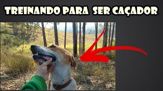 Treinando Filhote de Cachorro Americano Mestiço na caça [upl. by Aivad698]