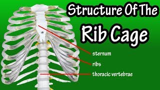 Structure Of The Rib Cage  How Many Ribs In Human Body  What Is The Sternum [upl. by Madonna]