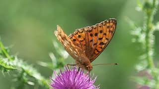 The dark green fritillary butterfly on pink thistle flower [upl. by Ssew]