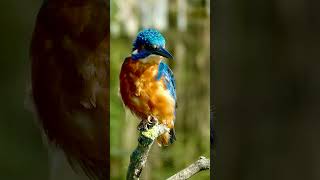 Common Kingfisher RSPB Rainham Marshes England [upl. by Redyr]