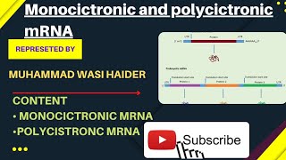 Polycistronic and Monocistronic mRNA by Wasi Haider [upl. by Junna]