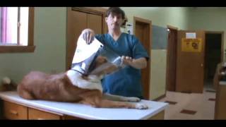 How to Put an Elizabethan Collar Ecollar on a Dog [upl. by Tova]