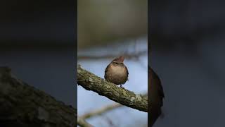 Wren Call birds nature shorts [upl. by Nnaer]