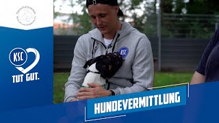 KSC TUT GUT  Hundevermittlung [upl. by Anialad631]