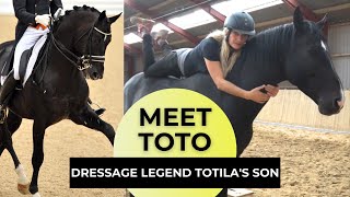 Toto Son of Dressage Legend Totilas In Saddle Training at WHC Stables [upl. by Nwahsad]