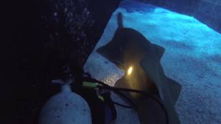 Taking a Biopsy from Shedd’s Green Sawfish Ginsu [upl. by Joon]