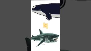 Scaldicetus vs cretoxyrhina mantelli vsedit vs edit paleontology cetaceans sharks spermwhale [upl. by Kristine617]