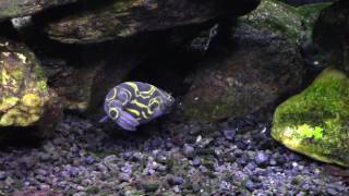 Figure 8 Puffer Attacking a Ramshorn Snail in My Brackish Tank [upl. by Ahseekat]