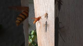 Japanese Honeybees Narrowly Escape a Yellow Hornet Attack [upl. by Wolsky536]